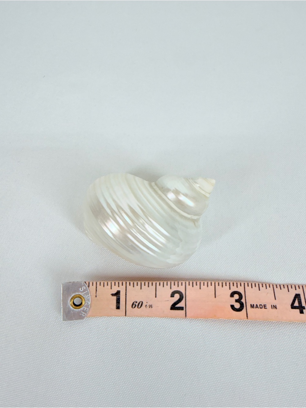 Shiny Seashell - Picture 6 of 7